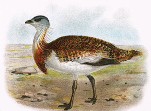 Great Bustard